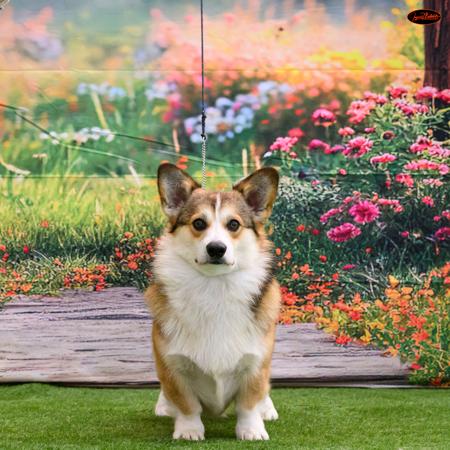 Welsh Corgi (Pembroke) for sale by BEKAA