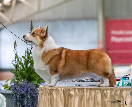 Welsh Corgi (Pembroke) for sale by BEKAA