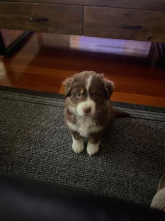 Miniature American Shepherd for sale by BOARGULLY