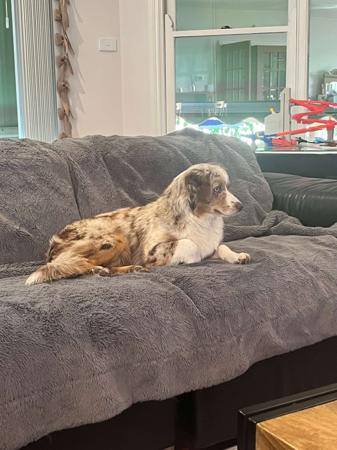 Miniature American Shepherd for sale by BOARGULLY