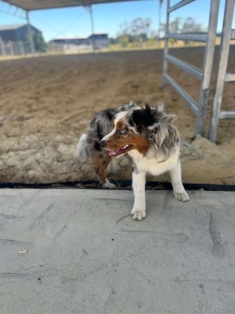 Miniature American Shepherd for sale by BOARGULLY