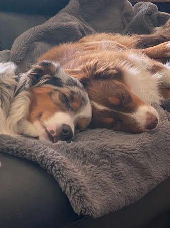 Miniature American Shepherd for sale by BOARGULLY