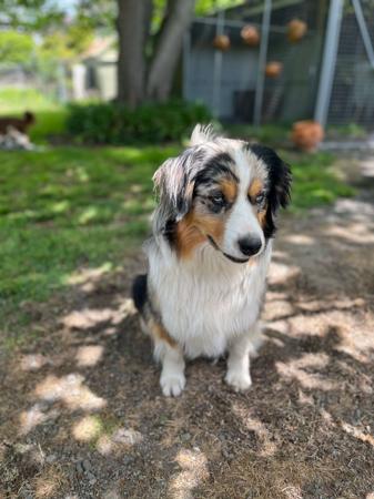 Miniature American Shepherd for sale by BOARGULLY