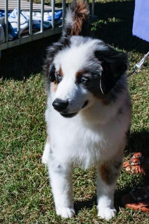 Boargully Legendary Miniature American Shepherd