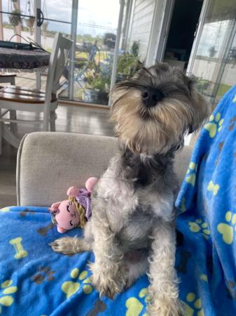 Schnauzer (Miniature) puppy for sale by BRECKINGROVE