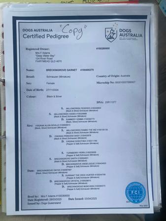 Schnauzer (Miniature) puppy for sale by BRECKINGROVE