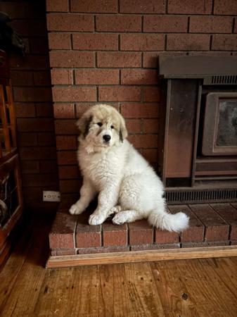 Pyrenean Mountain Dog for sale by TUTRICE