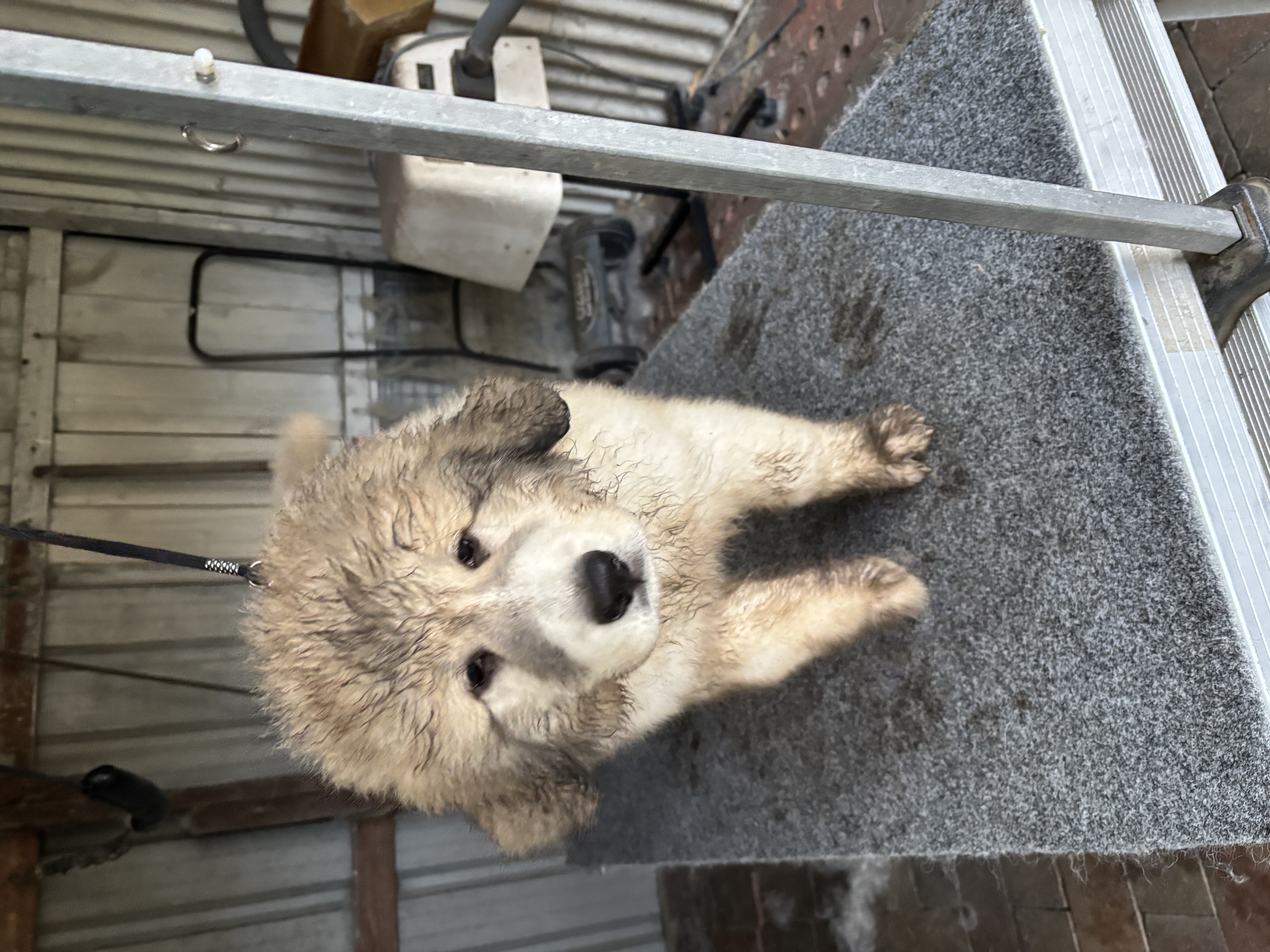 Pyrenean Mountain Dog for sale by TUTRICE