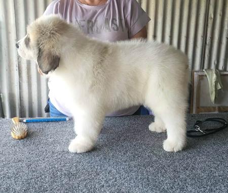 Pyrenean Mountain Dog for sale by TUTRICE