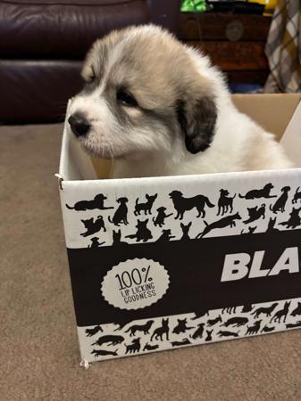Pyrenean Mountain Dog for sale by TUTRICE