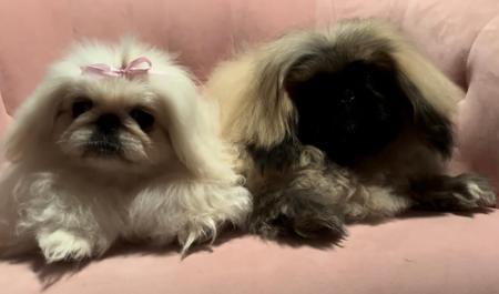 Pekingese for sale by SWEETHUND