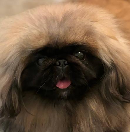 Pekingese for sale by SWEETHUND