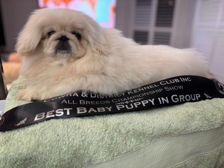 Pekingese for sale by SWEETHUND