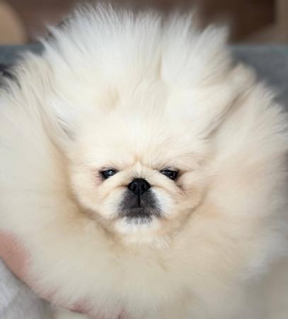 Pekingese for sale by SWEETHUND