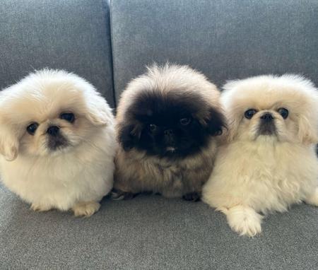 Pekingese for sale by SWEETHUND