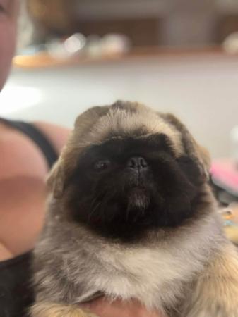 Pekingese puppy for sale by SWEETHUND