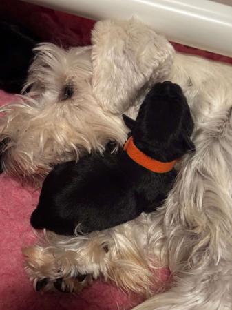 Schnauzer (Miniature) puppy for sale by SWEETHUND