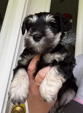 Schnauzer (Miniature) puppy for sale by SWEETHUND