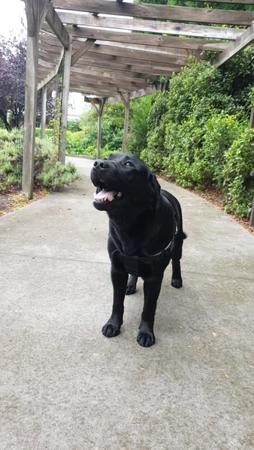 Labrador Retriever for sale by PORTVIEWLABS