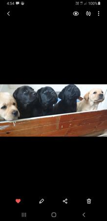Labrador Retriever for sale by PORTVIEWLABS