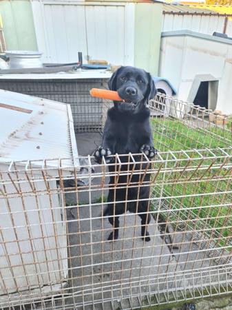 Labrador Retriever for sale by PORTVIEWLABS