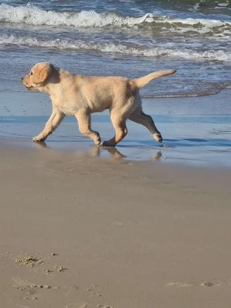 Labrador Retriever for sale by PORTVIEWLABS