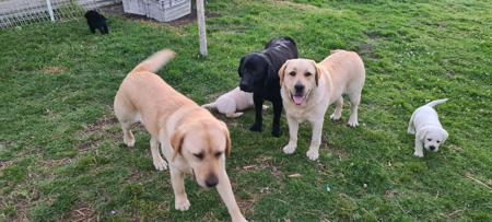 Labrador Retriever for sale by PORTVIEWLABS