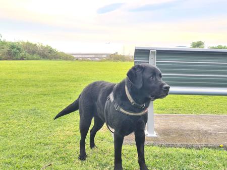 Labrador Retriever for sale by PORTVIEWLABS