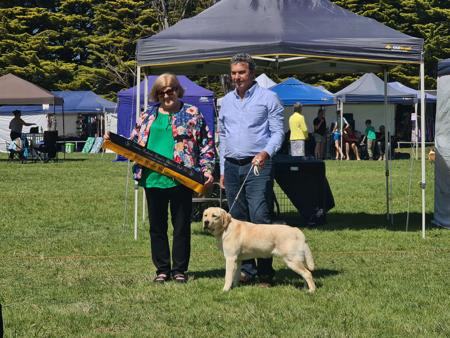 Labrador Retriever for sale by PORTVIEWLABS