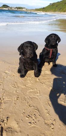 Labrador Retriever for sale by PORTVIEWLABS