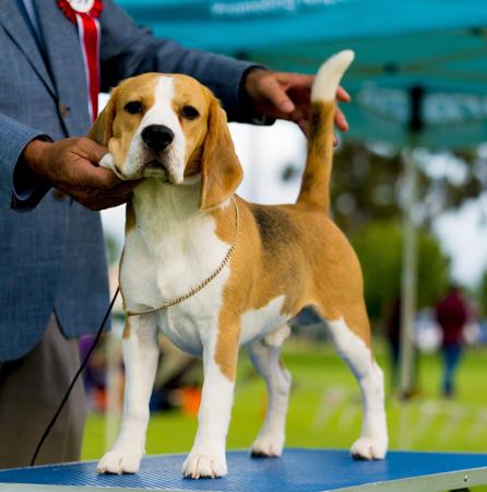 Beagle for sale by MAYSTER