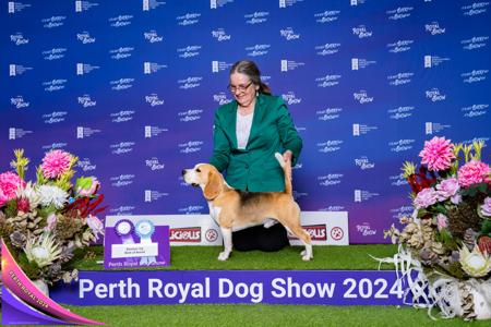 Beagle for sale by MAYSTER