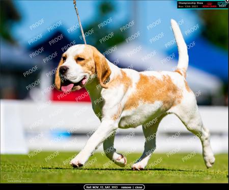Beagle for sale by MAYSTER