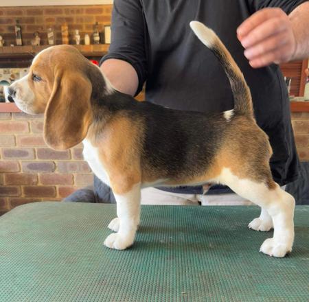 Beagle for sale by MAYSTER