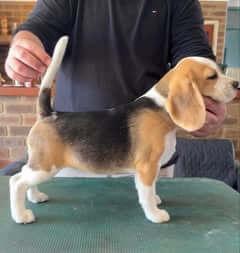 Beagle for sale by MAYSTER