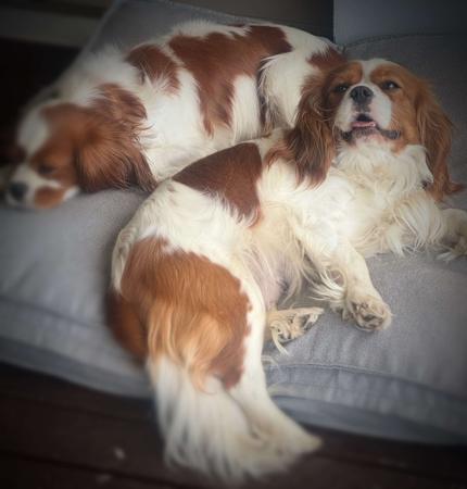 Cavalier King Charles Spaniel for sale by WHITEACRESSTUD