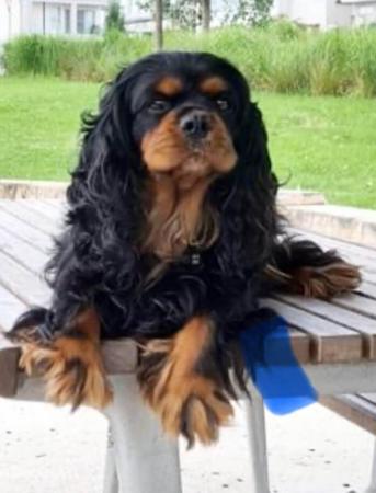 Cavalier King Charles Spaniel for sale by WHITEACRES