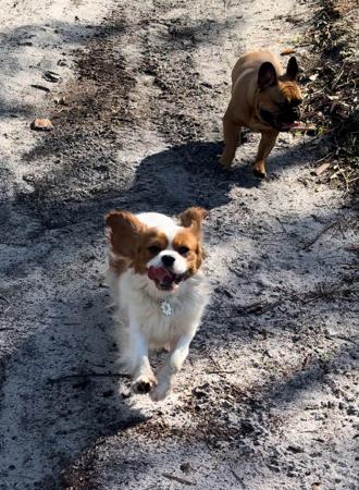 Cavalier King Charles Spaniel for sale by WHITEACRES