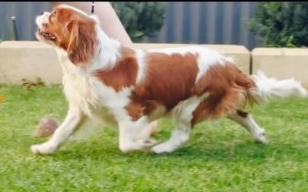Cavalier King Charles Spaniel for sale by WHITEACRES