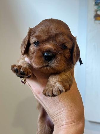 Cavalier King Charles Spaniel puppy for sale by WHITEACRESSTUD