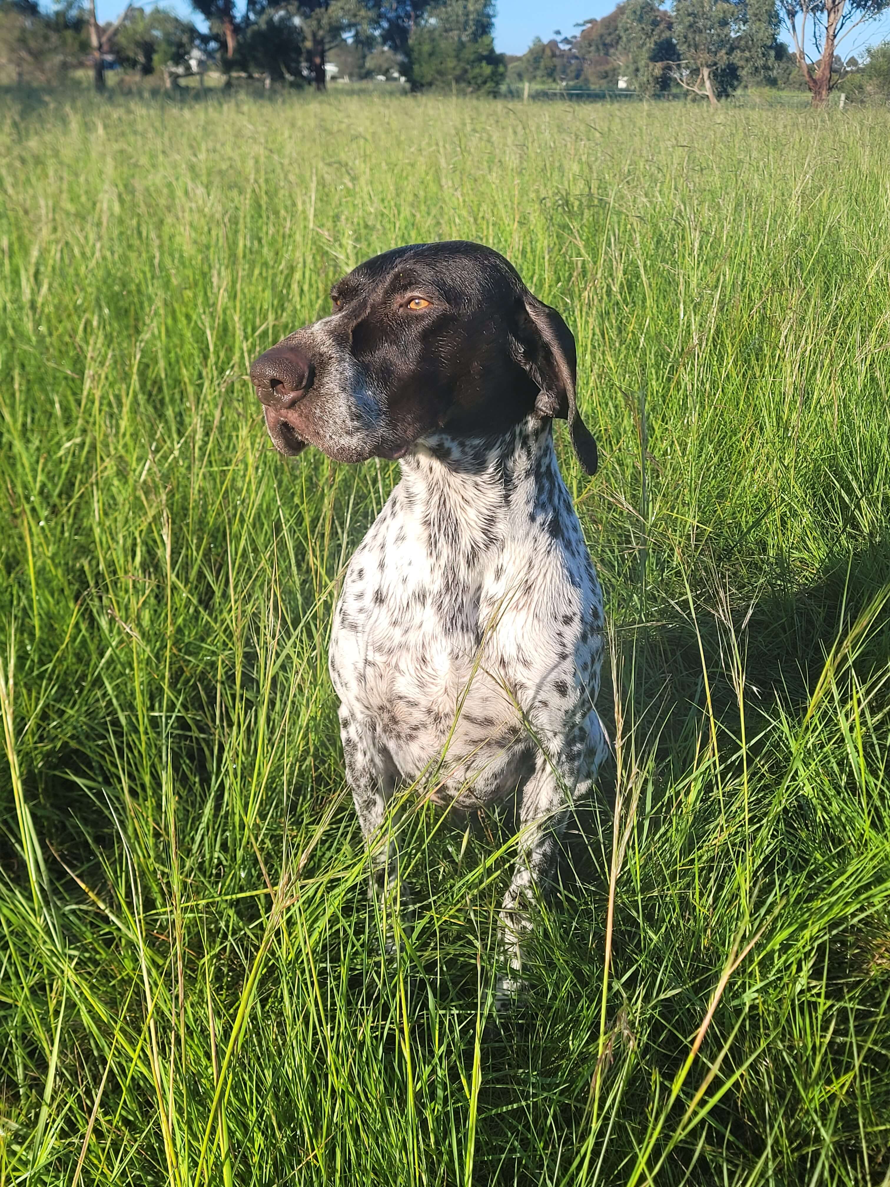 Perfect Pointer Perfectpoint Lucifer German Shorthaired Pointer - Owned by Raff Sorgiovanni