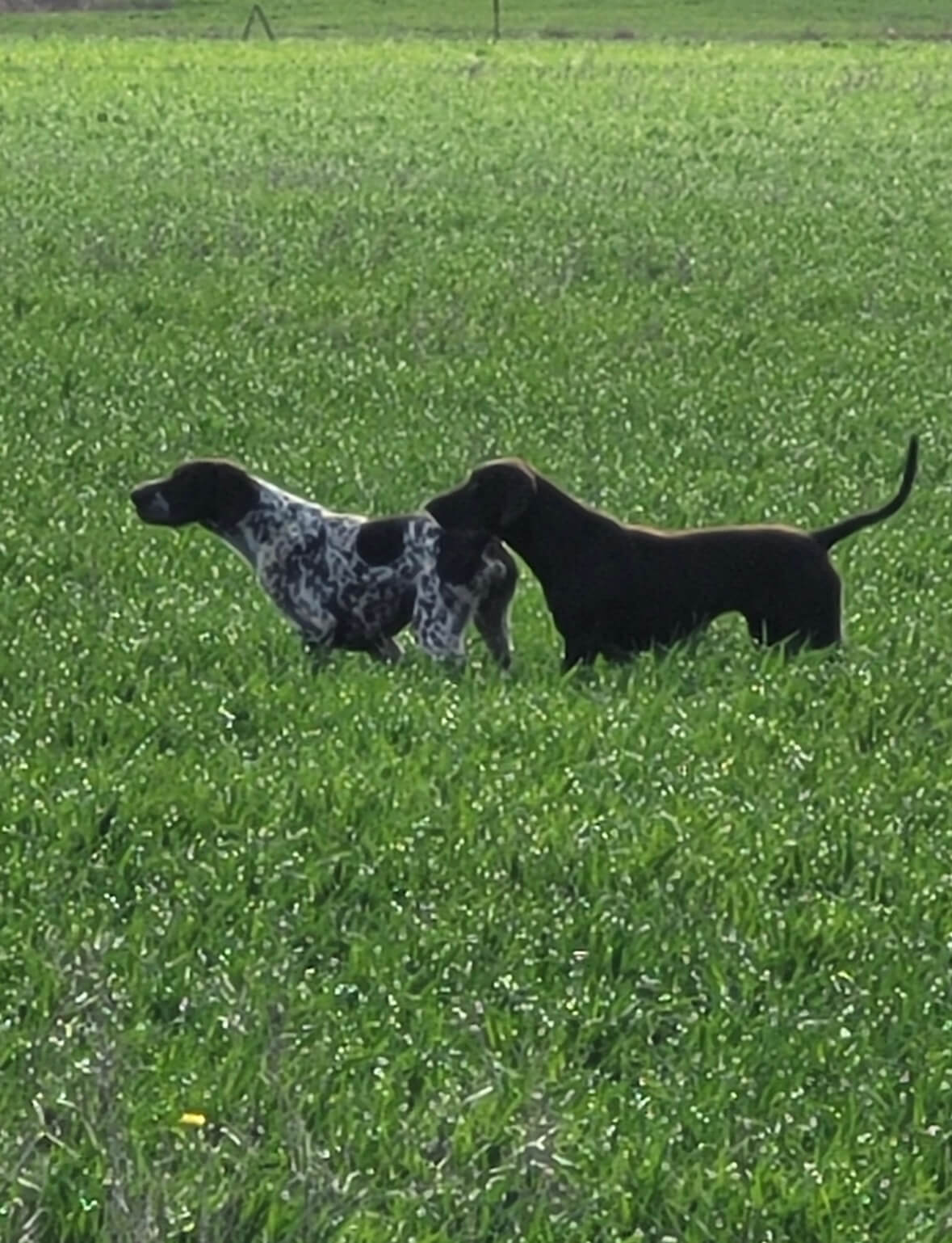 Perfect Pointer Perfectpoint Lucifer German Shorthaired Pointer - Owned by Raff Sorgiovanni