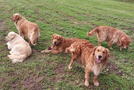 Golden Retriever for sale by GOLDENWATERS