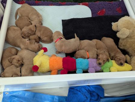 Golden Retriever for sale by GOLDENWATERS