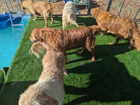 Golden Retriever for sale by GOLDENWATERS