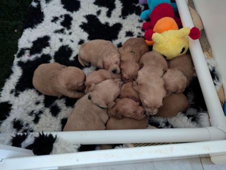 Golden Retriever for sale by GOLDENWATERS