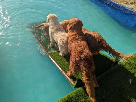 Golden Retriever for sale by GOLDENWATERS