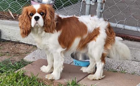 Cavalier King Charles Spaniel for sale by JALCAVJAY