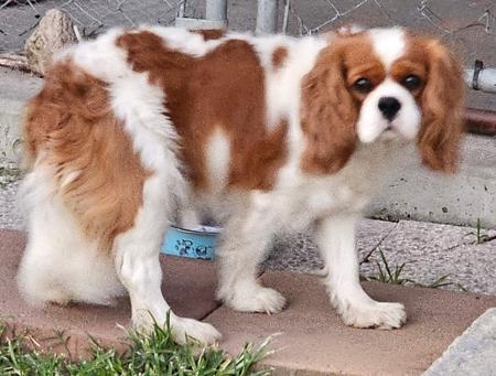 Cavalier King Charles Spaniel for sale by JALCAVJAY