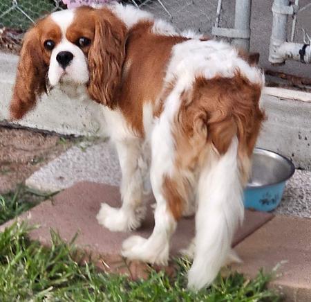 Cavalier King Charles Spaniel for sale by JALCAVJAY